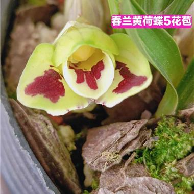 高级春兰黄荷蝶2颗组合12苗5花苞 - 中国兰花交易网