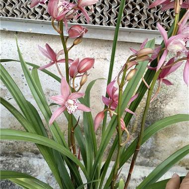 兰花台北小姐5苗带5花韵达快递