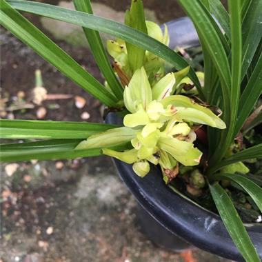 兰花余蝴蝶9苗带3花韵达快递