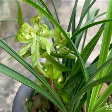 春兰,余蝴蝶5苗1现花1花苞 - 中国兰花交易网