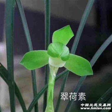 兰花春兰翠荷素5苗带花苞韵达快递