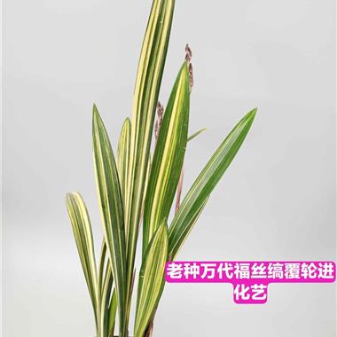 高级墨兰黄金万代福缟艺进化3苗2花苞