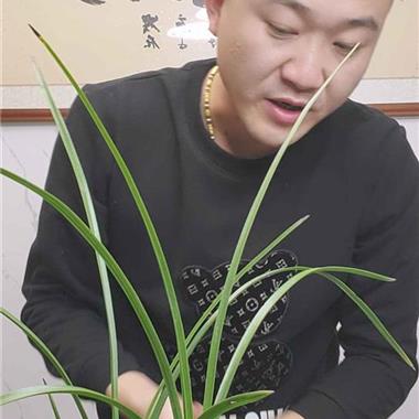 翠丰 中国兰花交易网