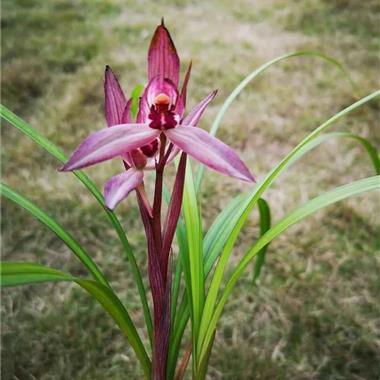 莲瓣玫瑰西施1苗1花苞