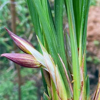 0起拍漂亮春剑极品紫花苞3个拍品中通包邮