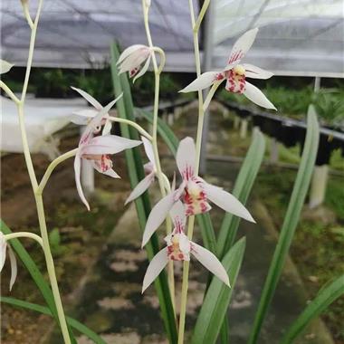 建兰雪玉红缘1苗2芽 中国兰花交易网