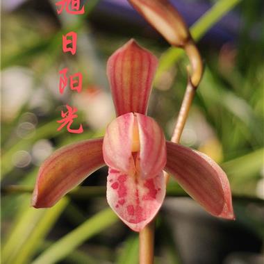 旭日阳光(b 中国兰花交易网