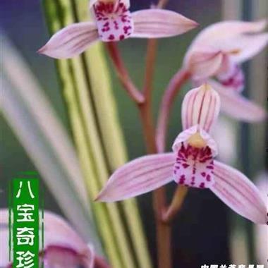 兰花八宝奇珍4苗带芽韵达快递