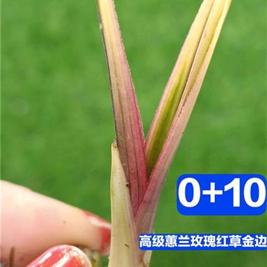 010高级蕙兰玫瑰红草金边艺1苗1大芽