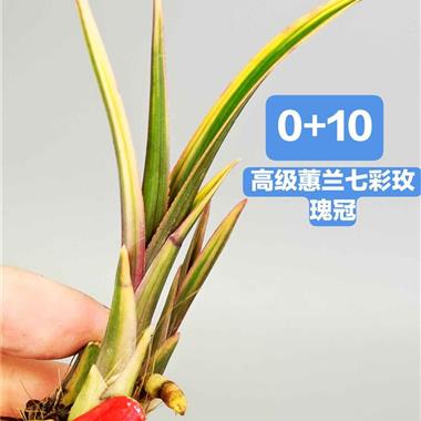 010高级蕙兰矮种蕙兰七彩玫瑰冠1苗1大芽