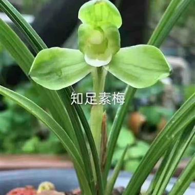 春兰知足素梅6苗1大芽3花苞 - 中国兰花交易网