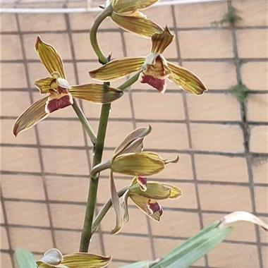 (22032605《百年好合 中国兰花交易网