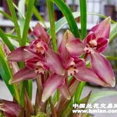 春兰红冠5苗带花34555片叶