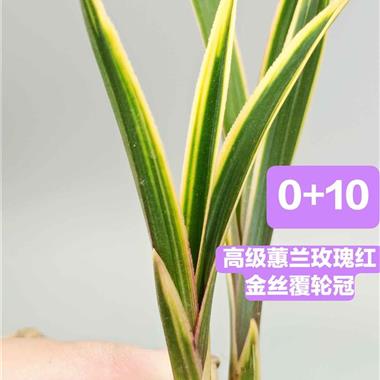 010高级蕙兰玫瑰红金丝缟覆轮2苗