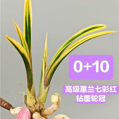 0 10,高级蕙兰七彩红钻覆轮冠2个苗 中国兰花交易网