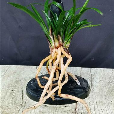 红彩尖水晶体莲瓣兰矮草1