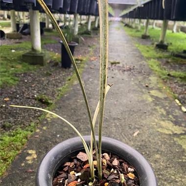 建兰白马王子1盆2个头1芽